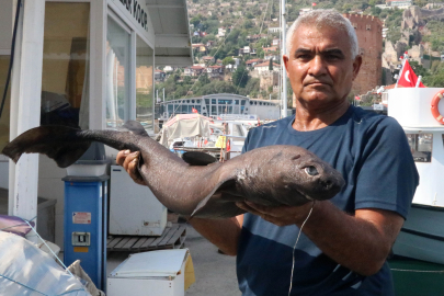 Ninja Lanternshark Alanya'da!