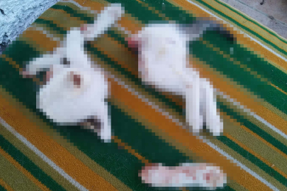 Kafayı çekip kedi kesen cani!