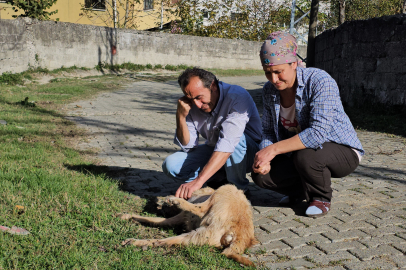 Baktığı köpekler darbedilip, öldürüldü