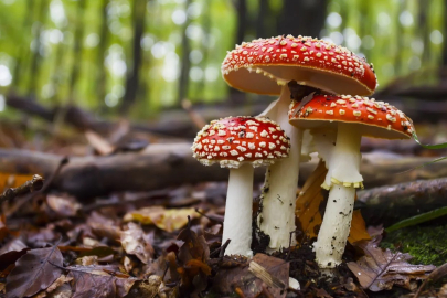 Orman mantarı yiyen 8 kişi zehirlendi