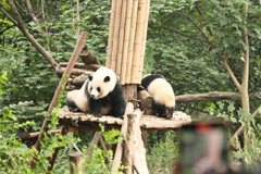 Pandaların hayata tutunduğu park