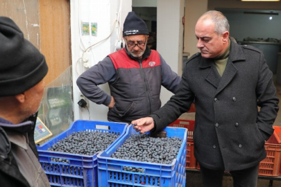 Gemlik zeytini alım fiyatları yüzde 20 arttı!