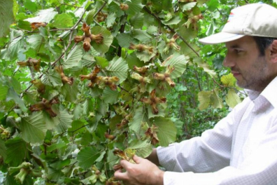 Fındığın makus talihi değişecek