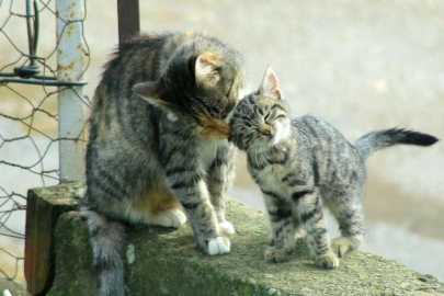 Kedi ailesinin sabah bakımı!
