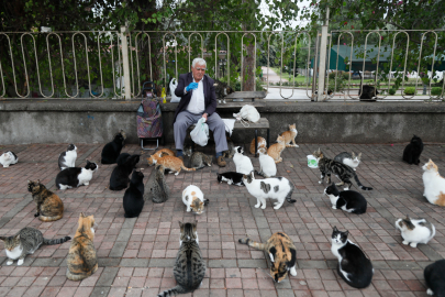 Her gün 700 kediye mama taşıyor