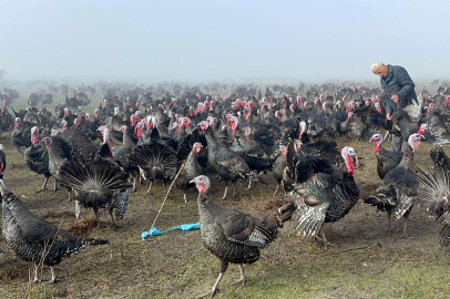 Yılbaşı hindisinin kilosu 350 lira