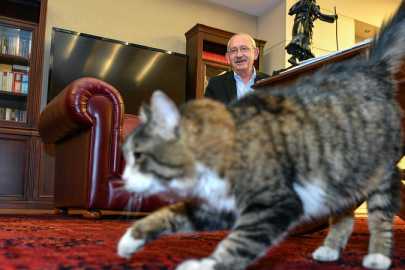 CHP'den neredeyse kedi Şero'yu da kovacaklar!