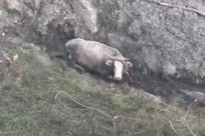 Dereye düşen hamile inek, 5 saatte kurtarıldı