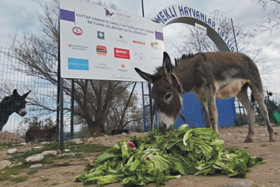 Pembe emekli olup çiftliğe yerleşti!