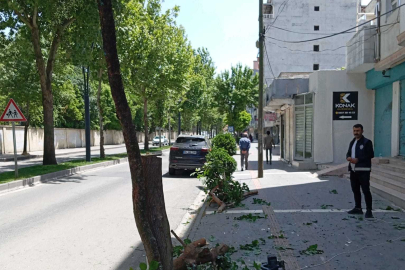Kestiği ağaç için 5 fidan hibe cezası