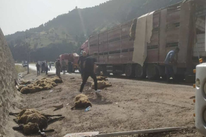 TIR devrildi 100 koyun öldü!