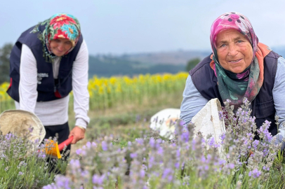 Lavanta hasadı başladı