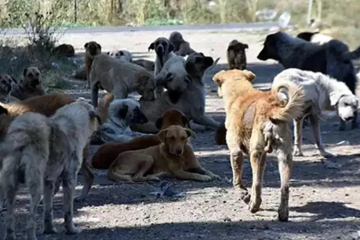 Kanun tamam hayvanlar kayıt altına alınacak