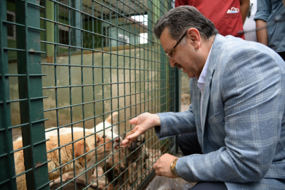 Trabzon sahipsiz köpek sorununda örnek olacak