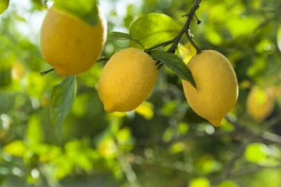 Kasım'da fiyat farkı 'limon' sıktı!