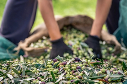 Sofralık zeytin ihracatında 255 milyon dolarlık tarihi rekor