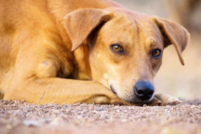 “Uyutmak” Dediğimiz Şey, Vicdanımızı mı Yoksa Onları mı Uyuşturuyor?