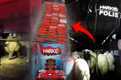 Küçükbaş hayvanlara uyuşturucu zulaladılar!