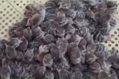 Yılın ilk keklik yavruları yumurtadan çıktı