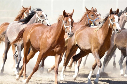 "100 milyon TL'lik tay kayıp" denilmişti...