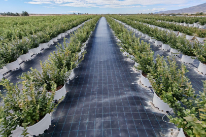 Teknoloji entegreli tarım yatırımlarıyla büyüyor