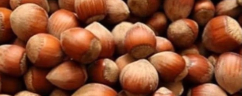 Fındık üreticisi zor durumda!