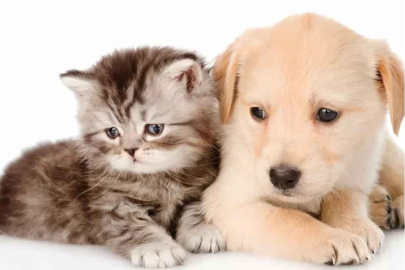 Cennete Giren Köpek, İnsanını Kaybeden Şehirler!