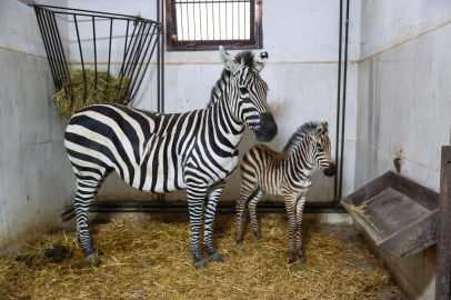 Bursa’nın ‘zebra ailesi’ büyüyor